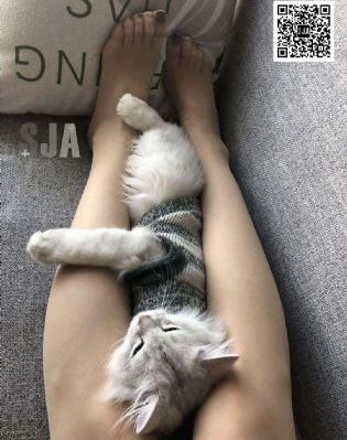 外来入侵者